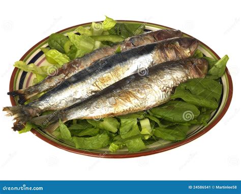 Grilled Sardines stock image. Image of studio, fried - 24586541