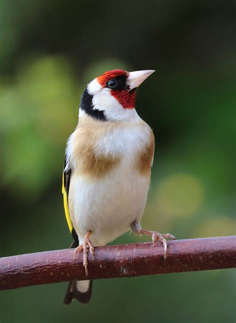 Free Images : branch, wildlife, beak, colourful, fauna, close up, vertebrate, sparrow, finch ...