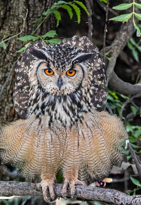 Meet The Indian eagle-owl -the large horned owl species native to hilly ...