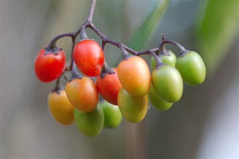 Nightshade Berries | Henry Hartley