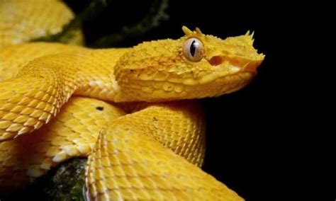 Golden Lancehead - Interesting Facts about the Golden Lancehead | Snake facts, Snake, Endangered ...