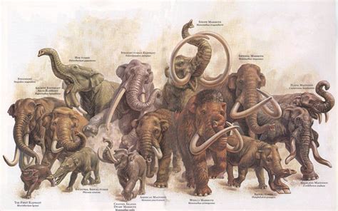 The elephant ancestors from *Zoobooks* : r/nostalgia