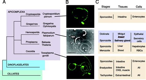 Intracellular Parasite Invasion Strategies | Science