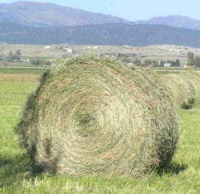 Buy Timothy Hay bales for sale - Premium Timothy hay wholesale supplier - Buy Hay Bales for sale ...