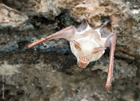 vampire bat are sleeping in the cave hanging on the ceiling period ...