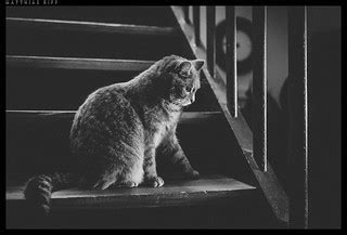 "Whiskey" | Our cat called whiskey | Matthias Ripp | Flickr
