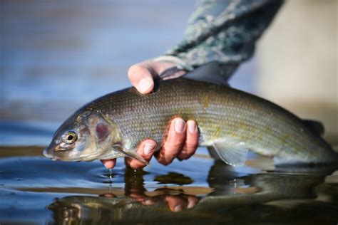 10 Unique Species of Fish in Montana - Discovering Montana