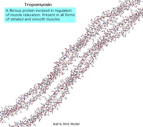 Fibrous Protein Molecular Structure