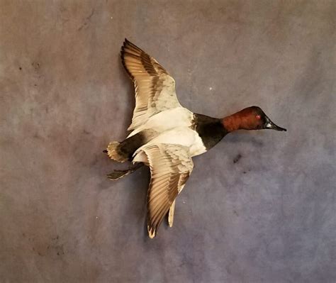 Canvasback Duck Mounts | Canvasback Drake Mounts | Duck Taxidermy