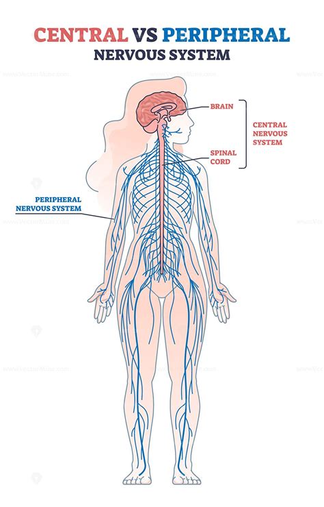 Central vs peripheral nervous system anatomy comparison outline diagram ...