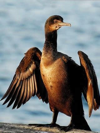 Brandt's Cormorant, Identification, All About Birds - Cornell Lab of ...