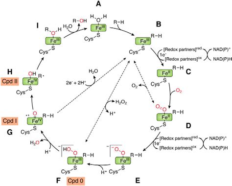 Engineering cytochrome P450 enzyme systems for biomedical and biotechnological applications ...