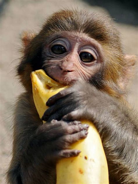 Banana... | Babouin, Royaume des animaux, Animaux