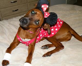 Minnie Mouse - Dog | Terms of Use: Please consider linking d… | Flickr