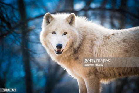 Arctic Wolf Tundra Photos and Premium High Res Pictures - Getty Images