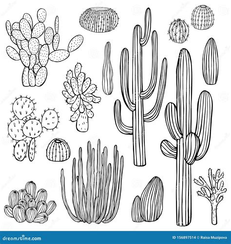 Desert Plants, Cacti. Vector Illustration Stock Vector - Illustration of hand, collection: 156897514