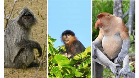 Is ‘mystery monkey’ in Sabah forest an incredible hybrid? | Malaysia ...