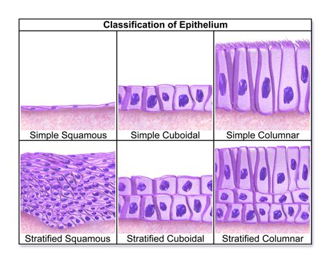 Types Of Epithelium