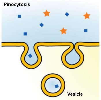 Endocytosis and Exocytosis | Biology for Majors I