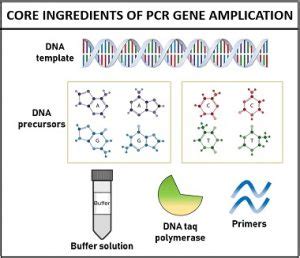 What is PCR Amplification? Definition, Setup & Steps - Biology Reader