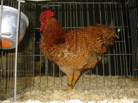 Red Barred Plymouth Rock | Page 2 | BackYard Chickens - Learn How to ...