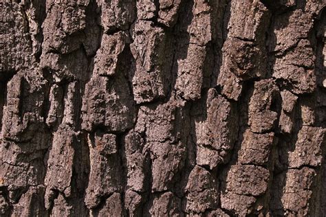 Free photo: Bark, Tree, Tree Bark - Free Image on Pixabay - 1668171