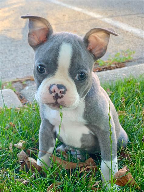 List Of Blue Boston Terrier Puppies For Sale In Iowa 2022 - Herbalmed