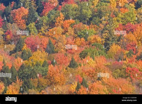 Richmond Vermont VT colorful fall foliage on hillside Stock Photo - Alamy