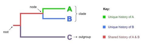 Cladogram: Features, Parts, Examples (vs. Phylogram)