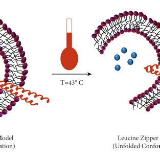 Leucine zipper model in thermosensitive drug delivery (redrawn from ...