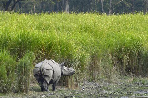 Why is Kaziranga national Park Best Tourist Spot for Wildlife Enthusiasts? | Kaziranga National ...