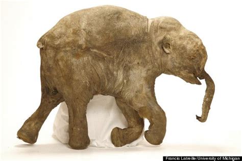 Scientists Are Going Gaga Over This Baby Woolly Mammoth