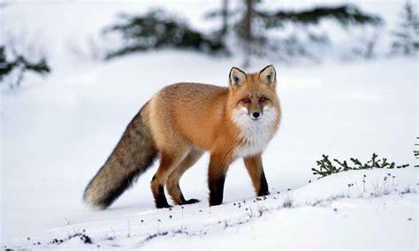 Orange Fox - Image Abyss