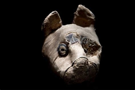 Mummified Mice, Cats and Falcons Discovered In Long Lost Ancient ...