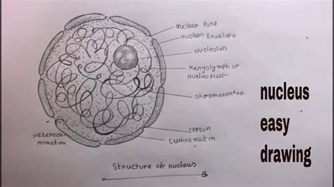 Draw A Well Labeled Diagram Of The Nucleus - vrogue.co