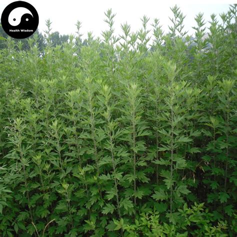 Buy Artemisiae Argyi Seeds 600pcs Plant Argy Wormwood Herb For Mugwort ...