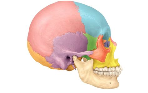 Cranium Sutures Diagram | Quizlet