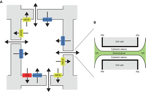 Auxin transport between plant cells. (A) Simplified schematic of a... | Download Scientific Diagram