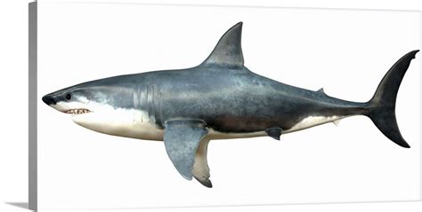 A Megalodon shark from the Cenozoic Era | Great Big Canvas