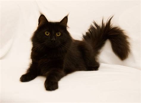 Drogos Norwegian Forest Cats | NL*9 Levens Catharina Van Alexandrie NFO n Black Norwegian Forest ...