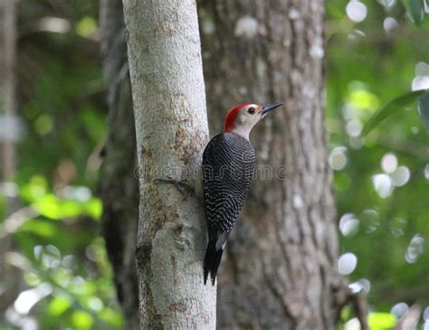 A Golden-fronted Woodpecker on a Tree Trunk Stock Image - Image of ...