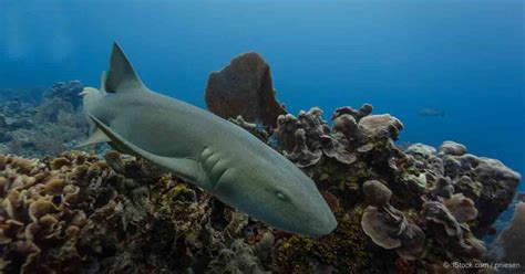 Greenland Sharks Live to Be 400 Years Old