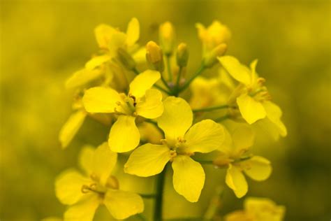 Free Images : blossom, flower, bloom, food, produce, vegetable, crop, yellow, flora, rapeseed ...