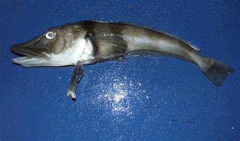 Antarctic Icefish - a photo on Flickriver