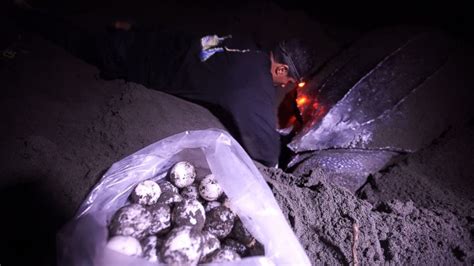 Sea Turtle Eggs Have Turned a Remote Costa Rican Beach Into a Battleground Between Poachers ...