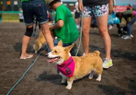 Photos: The first annual Corgi Races are here!!! | Seattle Refined