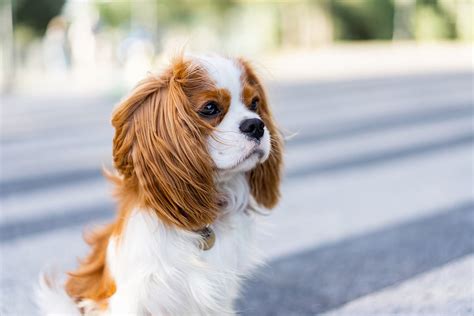 Cavalier King Charles Spaniel vs Cocker Spaniel: What's The Difference ...