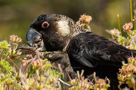 Carnaby's Black Cockatoo in Australia 24739262 Stock Photo at Vecteezy