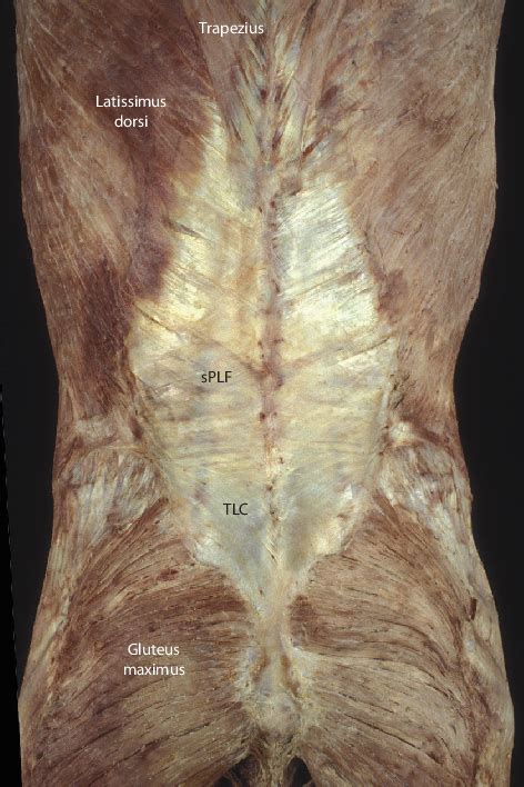 [PDF] The thoracolumbar fascia: anatomy, function and clinical ...