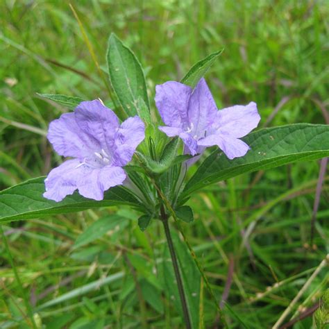 Wild Petunia Seeds, Ruellia humilis | American Meadows